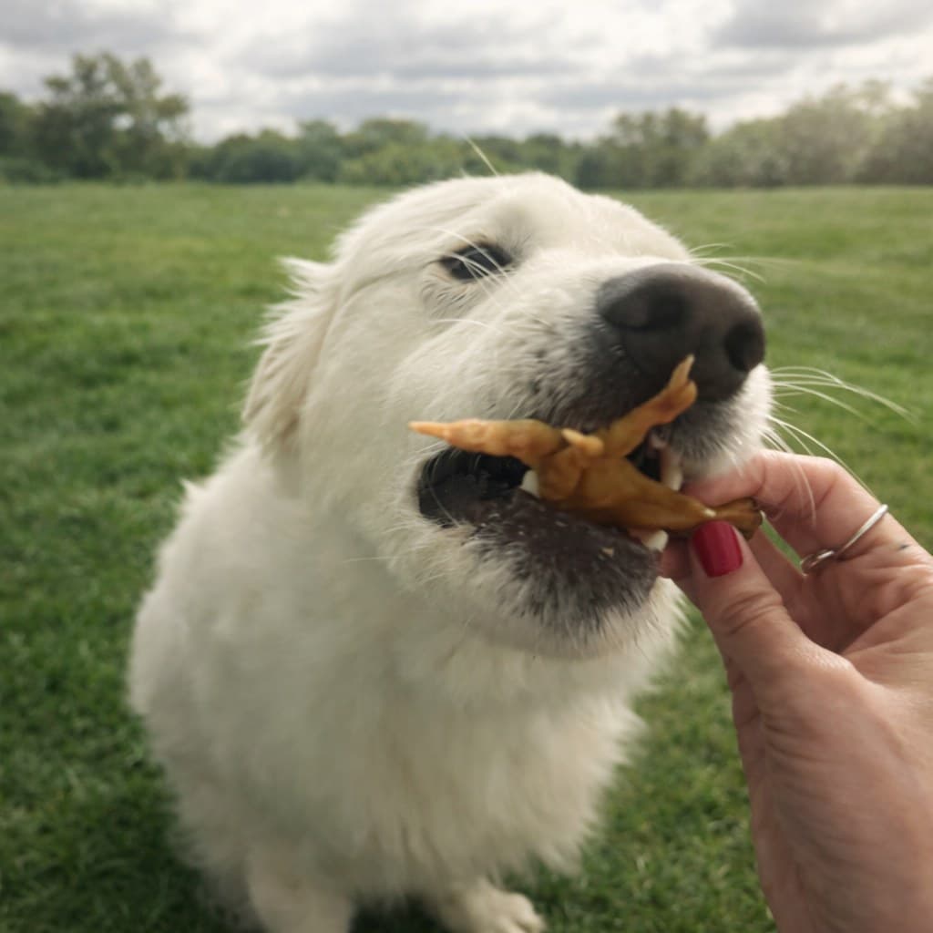 A white dog taking a chicken feet treat from a hand in a grassy field