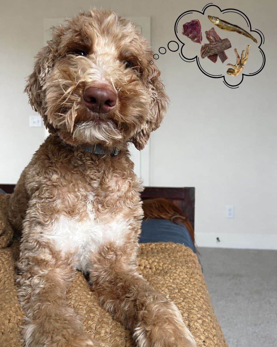 A labradoodle on the couch with a thought bubble full of treats above his head