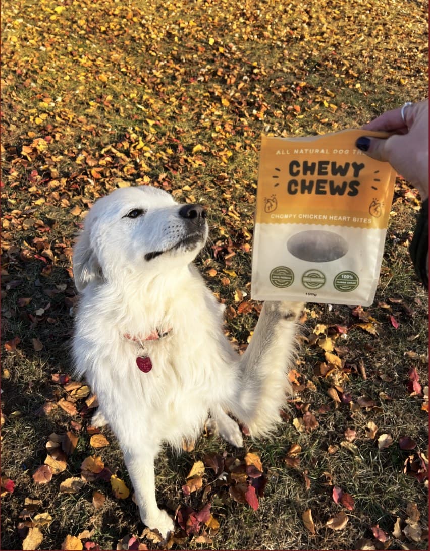 A white dog lifting a paw toward a bag of Chompy Chicken Heart Bites in the autumn leaves